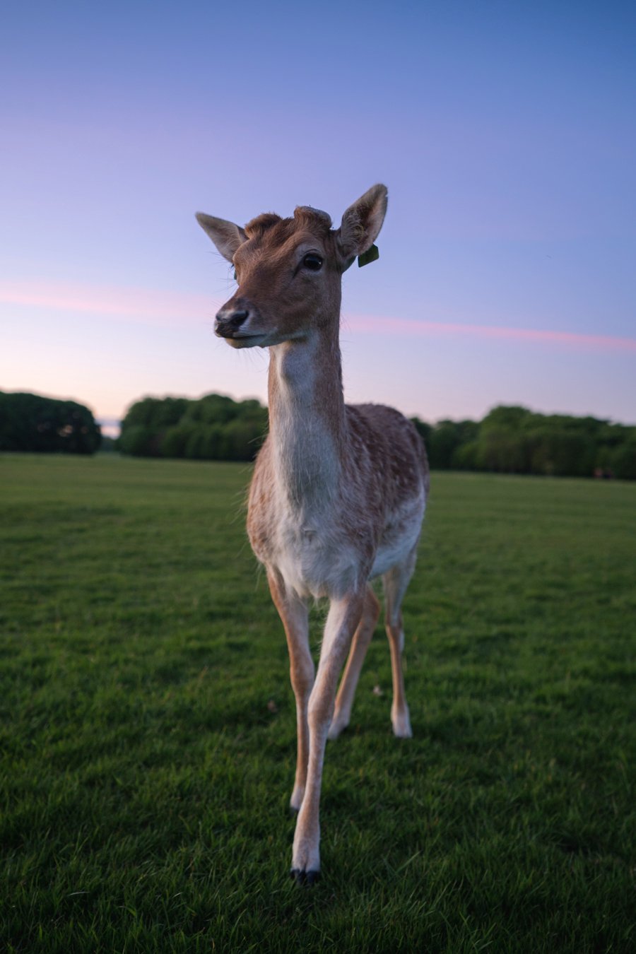DeerAfter