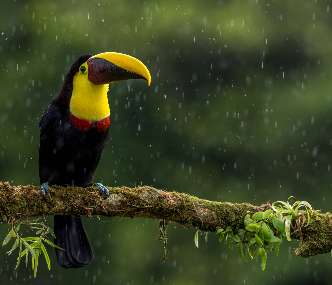 Chesnut-mandibled Toucan in rain