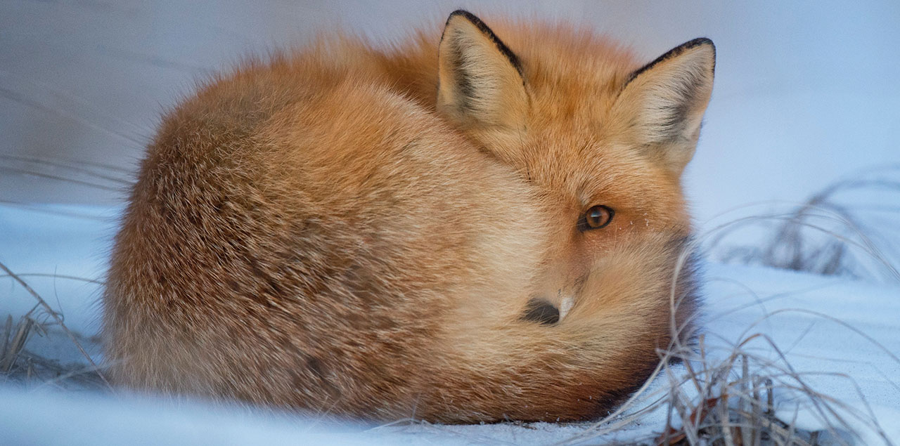 background blur fox