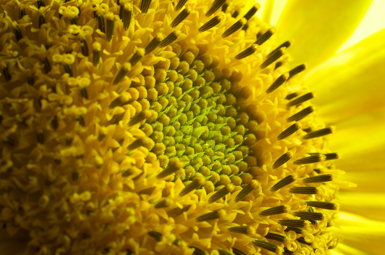 close up of a flower