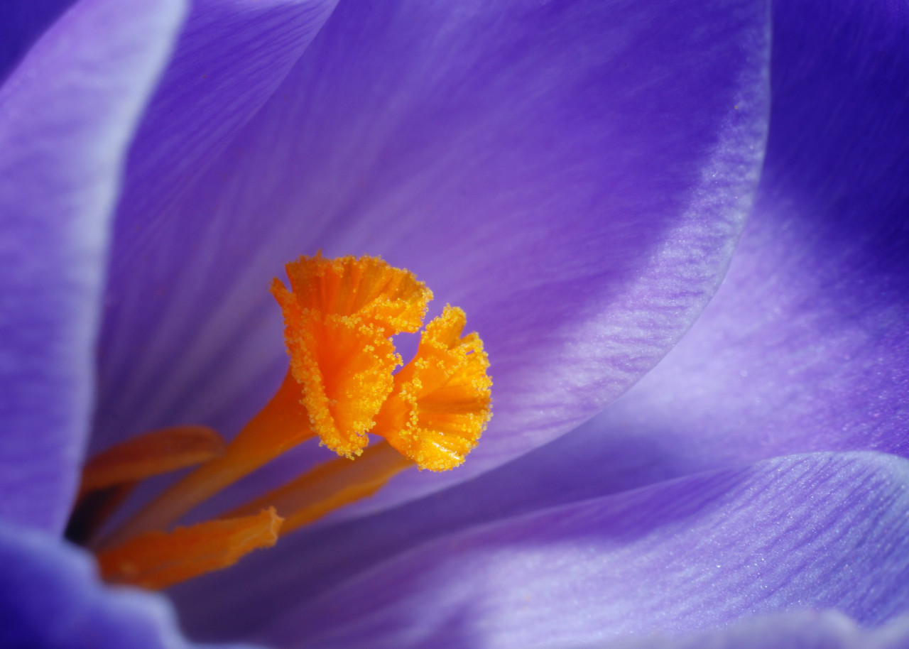 macro of a flower