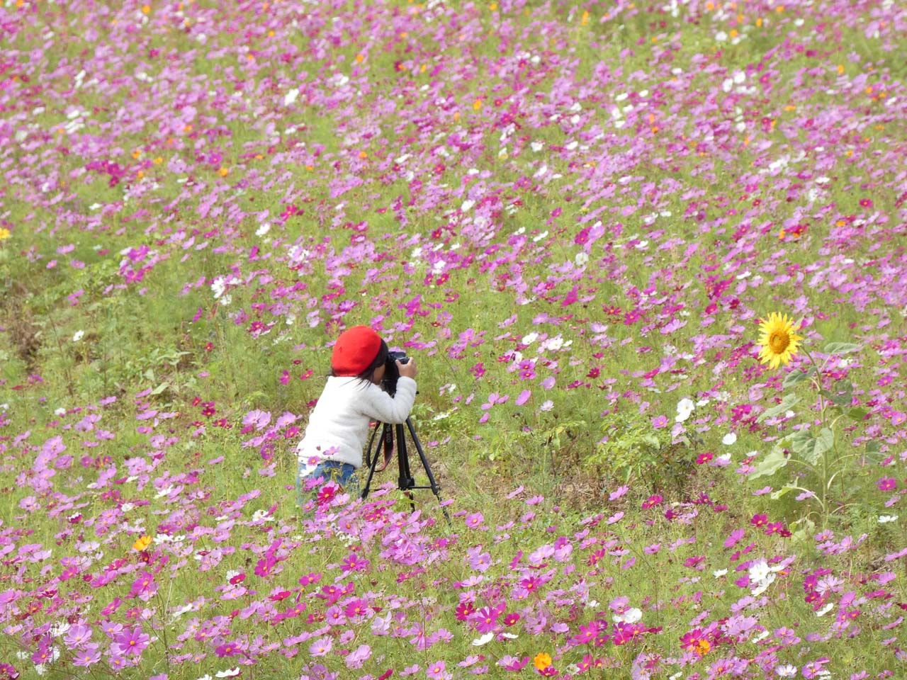 use a tripod to shoot flowers