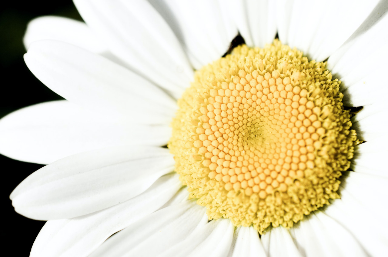 macro flower photo