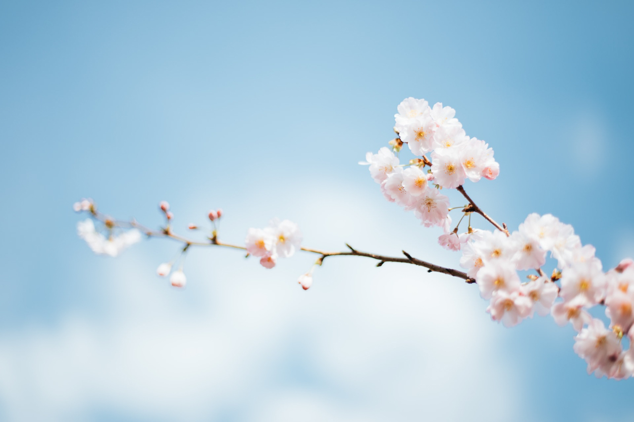 overcast day flower photography