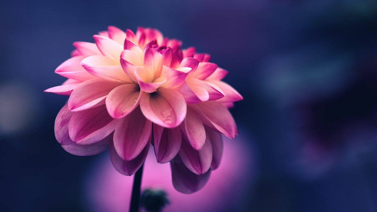 flower photography ideas