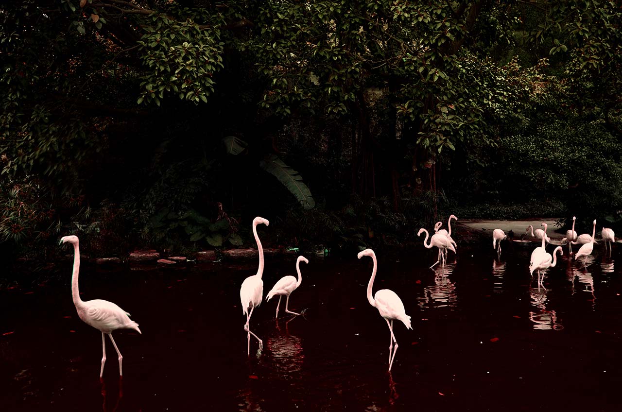 flamingos in shallow water