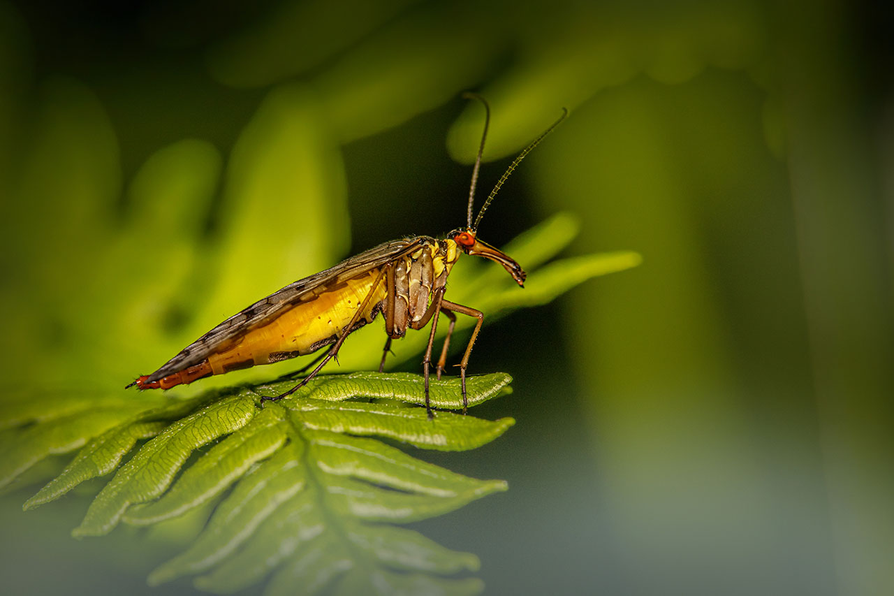 a macro of an insect