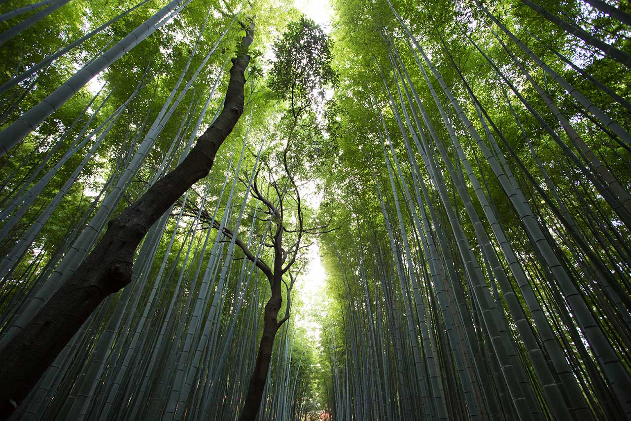 leading line in nature