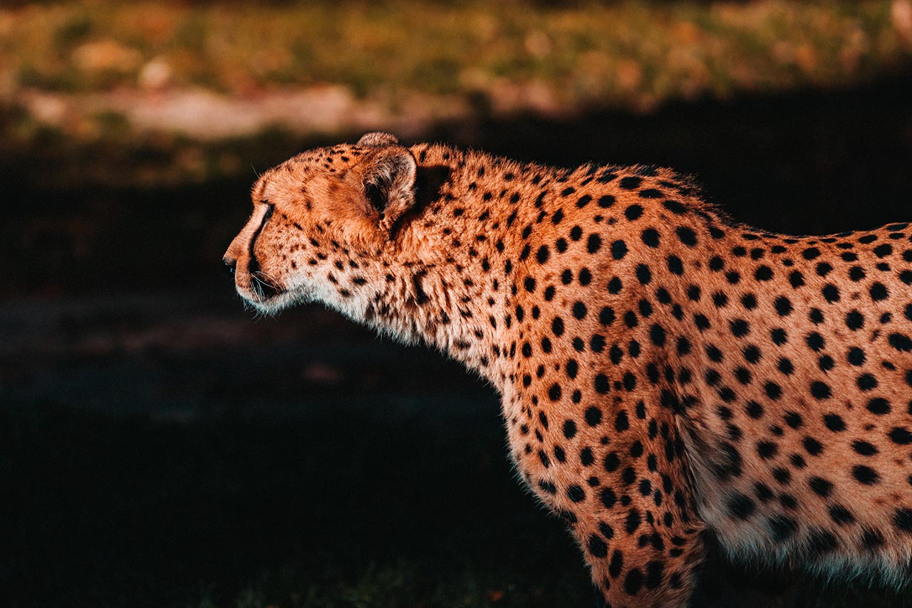 a leopard in golden hour