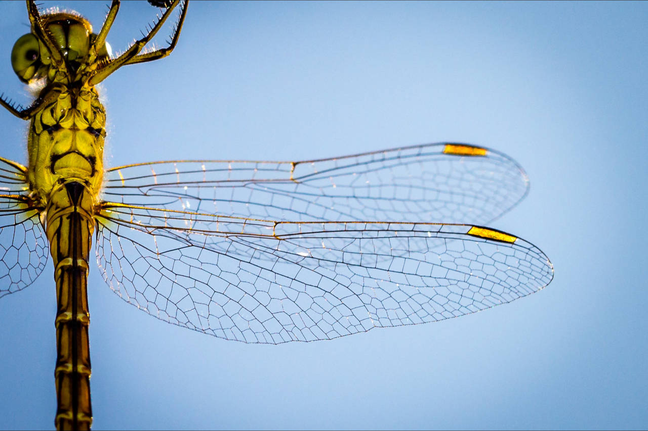 macro photo of a dragonfly