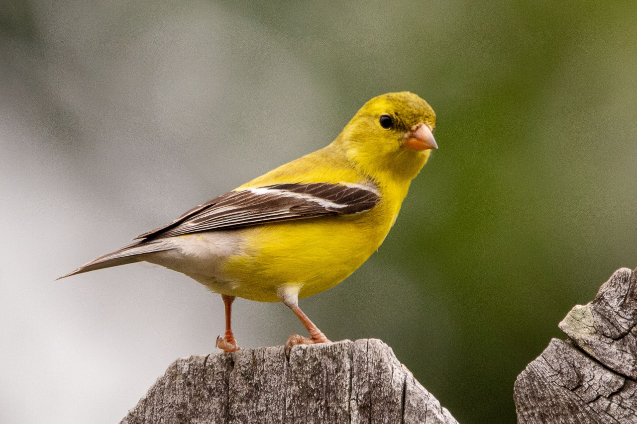 bird photo with background blur