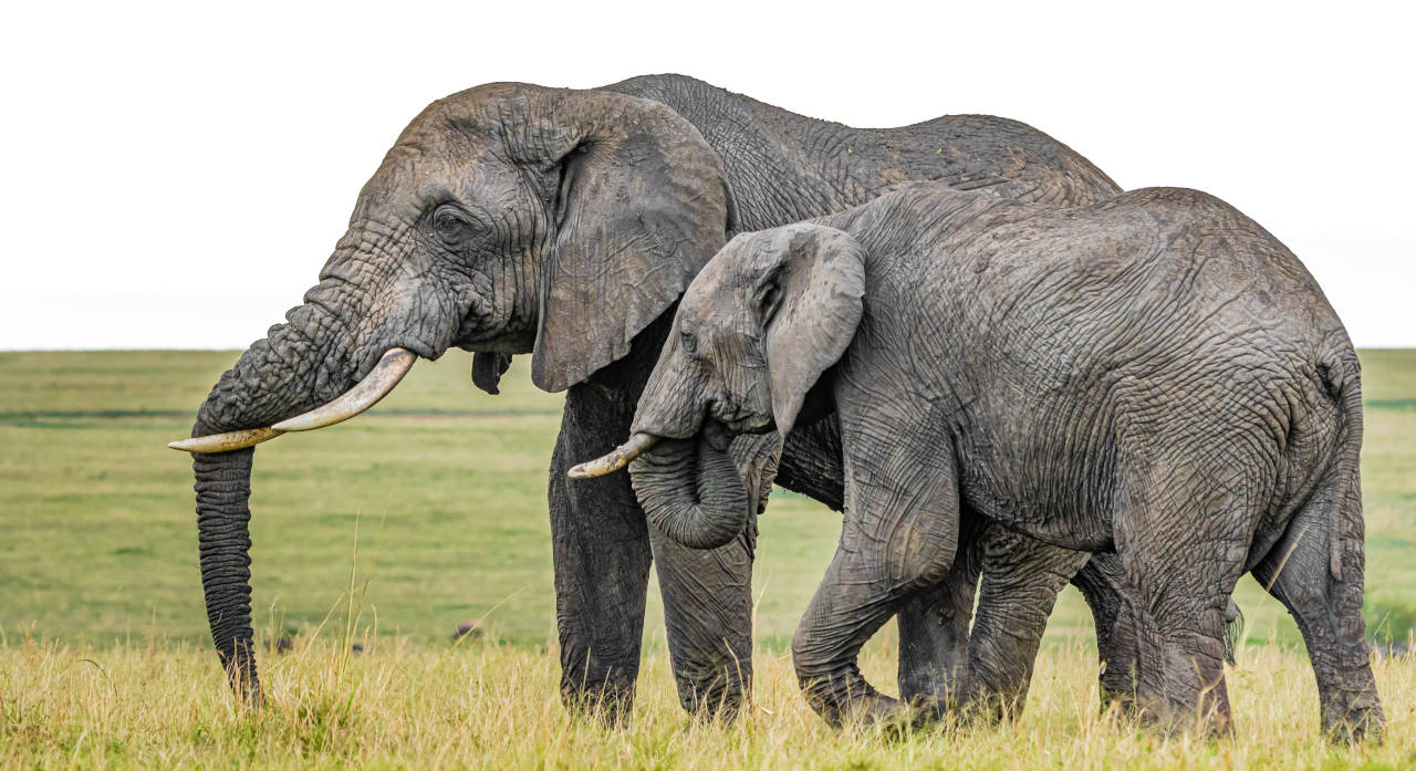elephants in their natural habitat