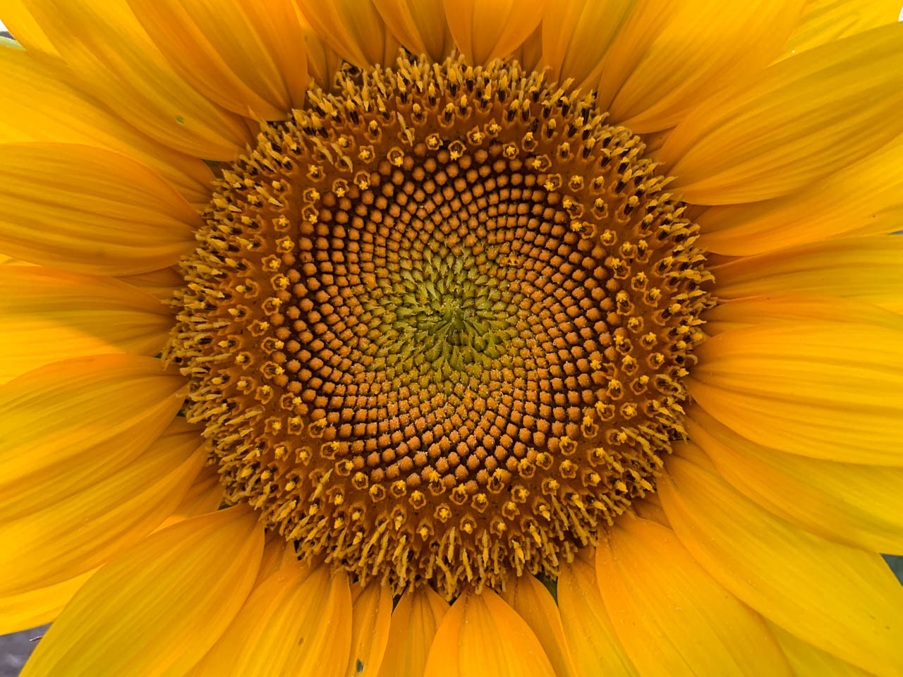 fibonacci ratio
