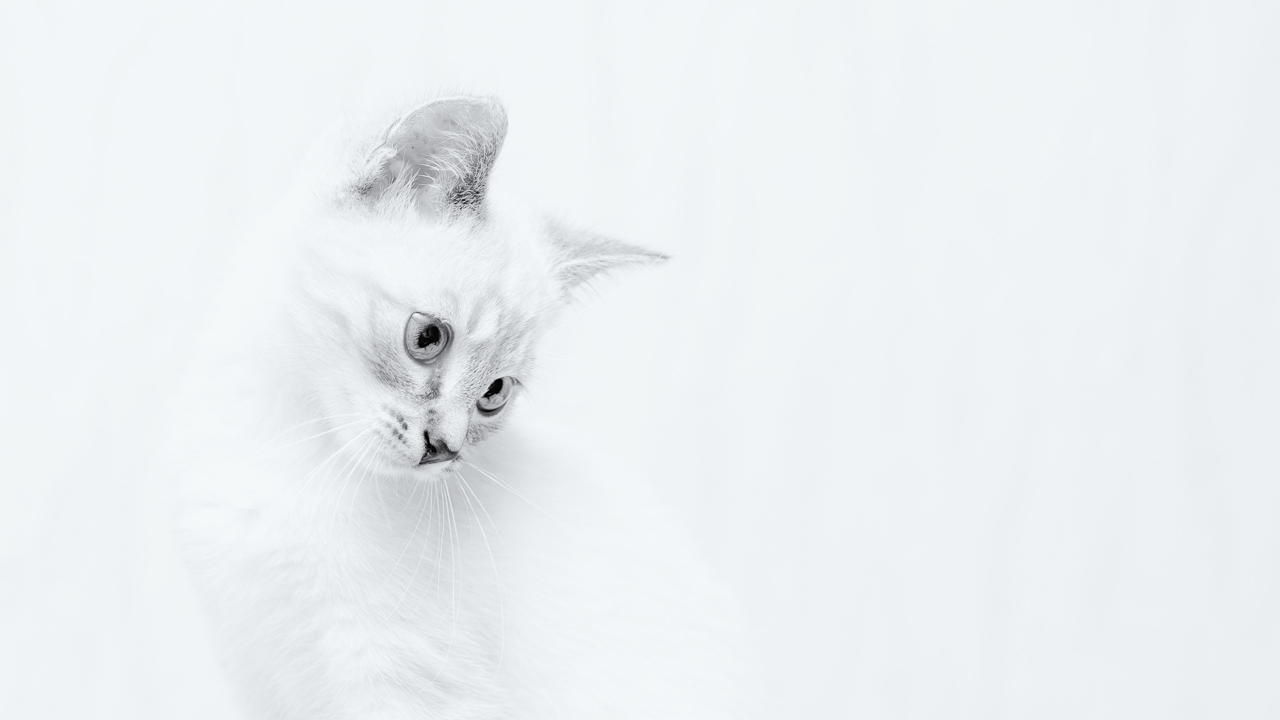 High Key Photography The ULTIMATE Guide To Stunning Imagery High Key Photography The ULTIMATE Guide To Stunning Imagery