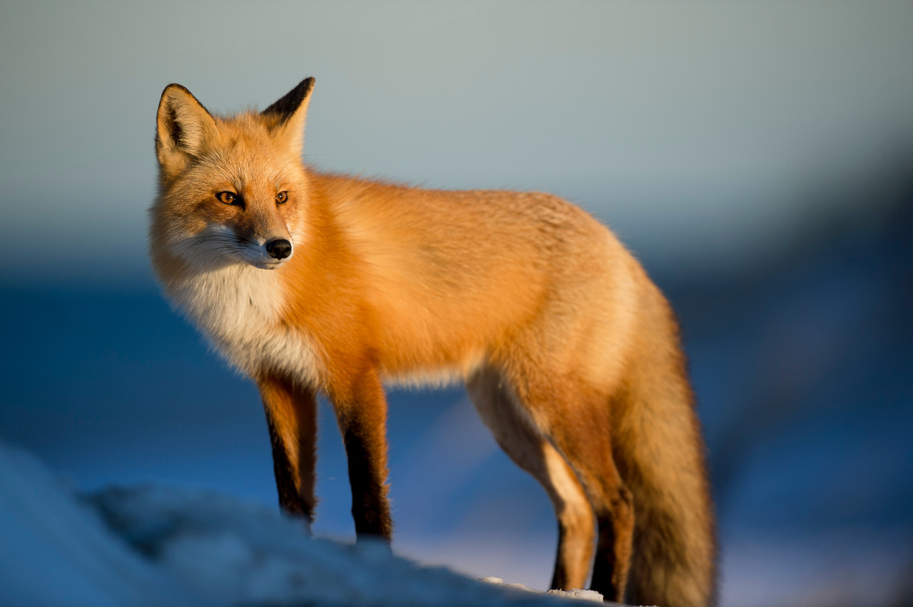 snow fox in golden light