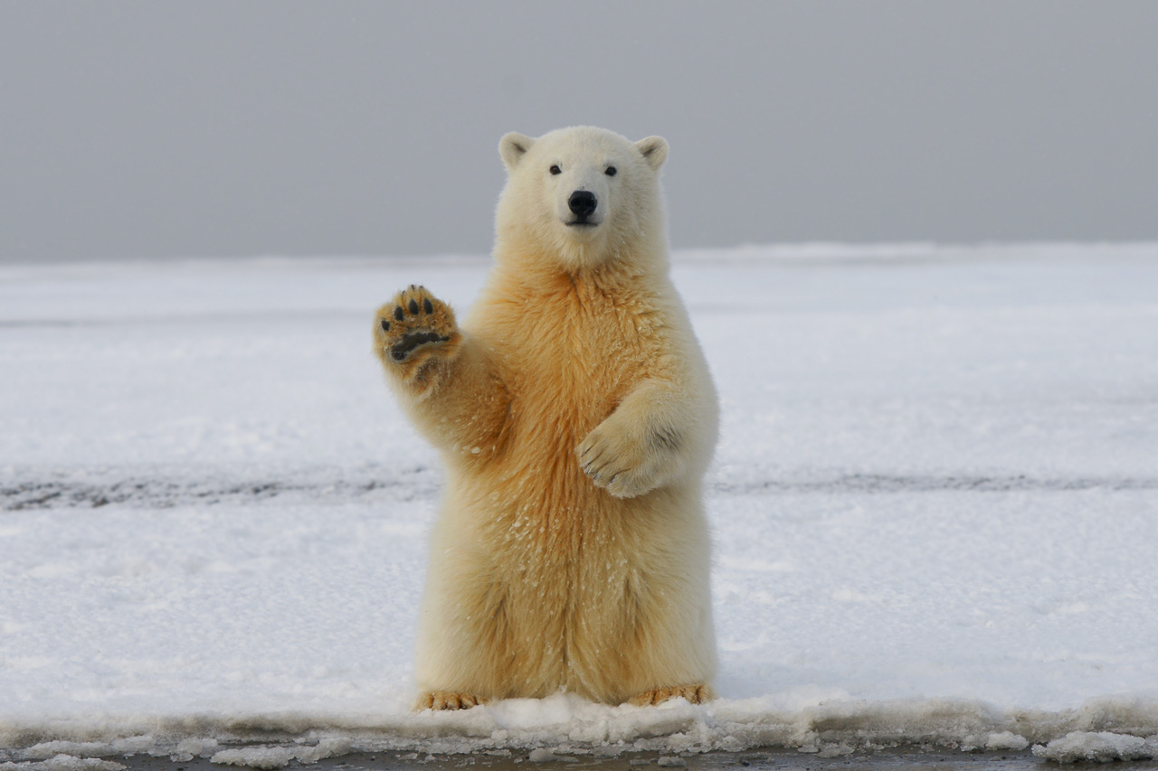 polar bear waving to the photographer
