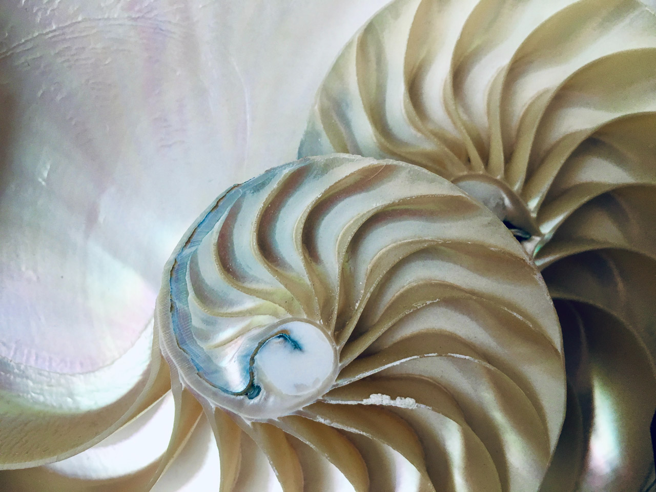 the nautilus shell