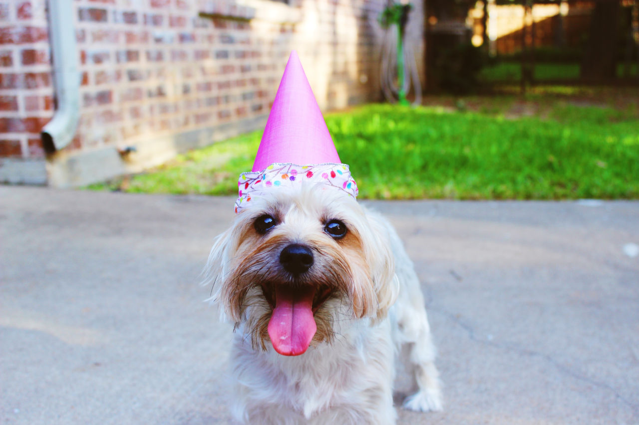 dog celebrating birthday party