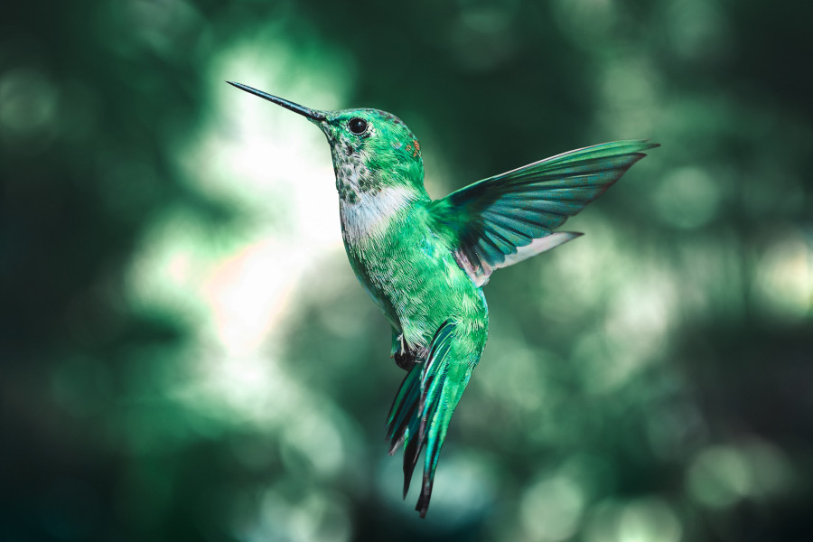 a hummingbird