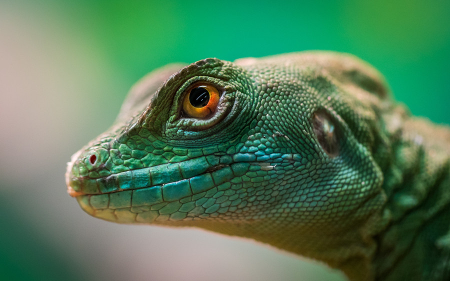lizard with background blur