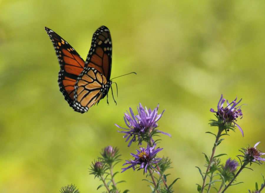 a flying butterfly