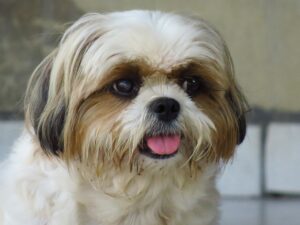 shih tzu