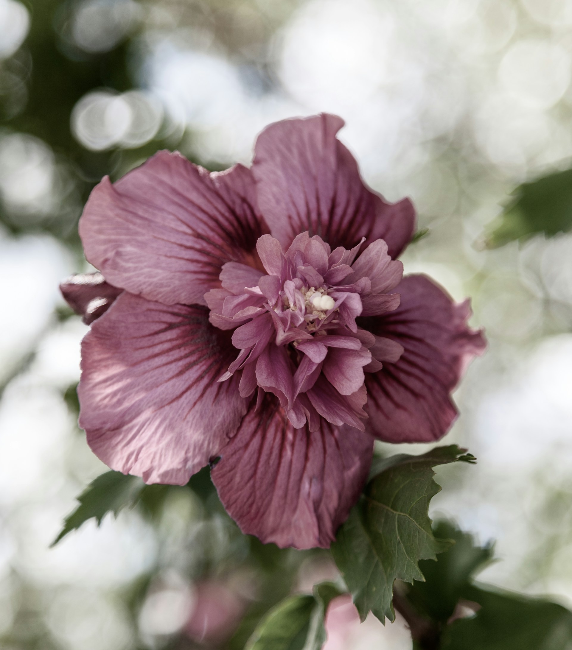 mauve in art