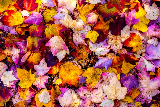 aerial leaf shots fall