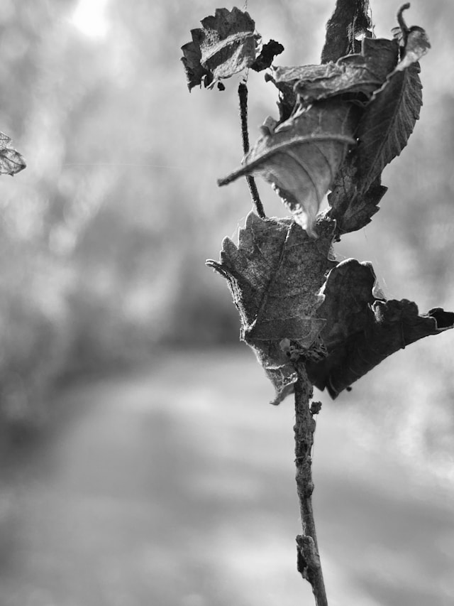 black and white fall photo