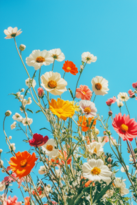 Wildflowers in Bloom