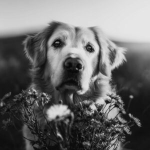 dog black and white