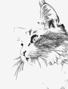 cat photo to pencil drawing